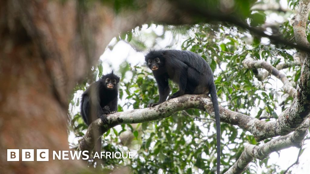 Une nouvelle espèce de singe aux lèvres orange découverte 