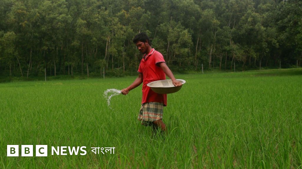 বাংলাদেশে সার সংকট আছে নাকি নেই?