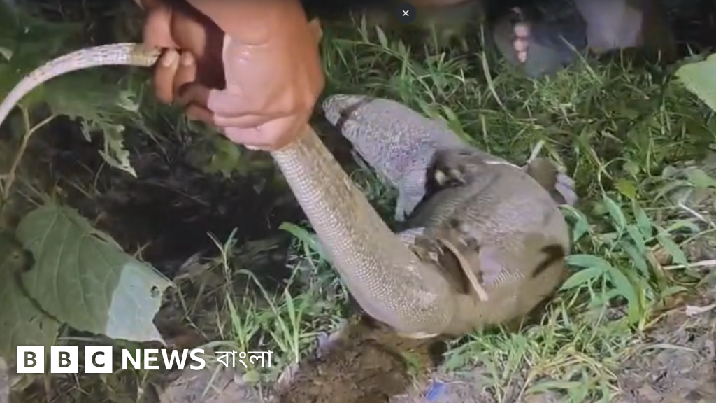 খাগড়াছড়িতে ২৪ গুইসাপ উদ্ধার, ১৪টি মৃত