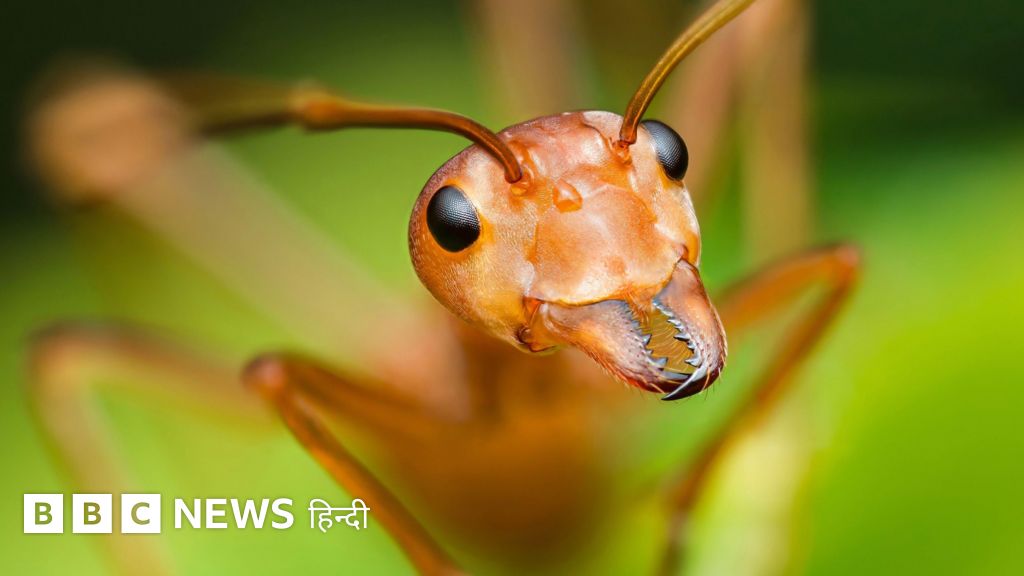 चींटियों से सीखिए बेहतर फैसला लेने का तरीका