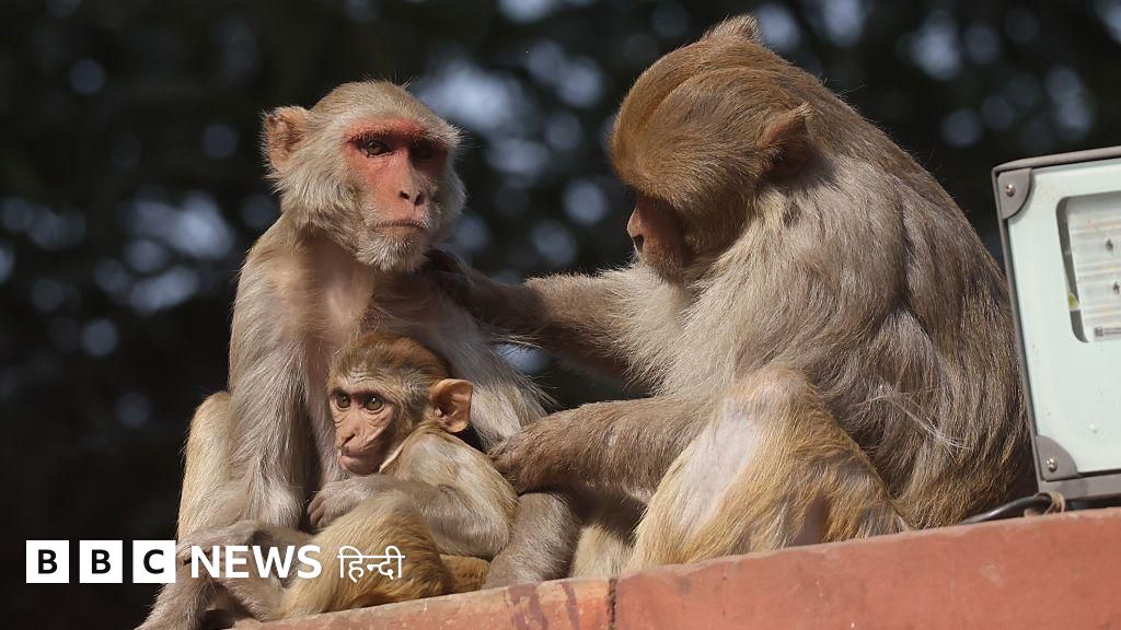 दिल्ली में बैडमिंटन चैंपियनशिप से पहले बंदरों और कबूतरों से निपटने की तैयारी