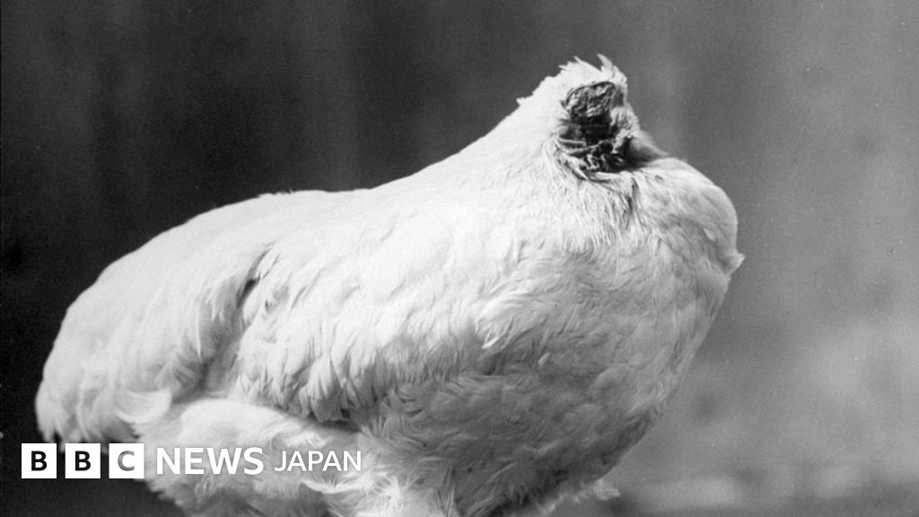 頭なしで18カ月間もニワトリは生きた - BBCニュース