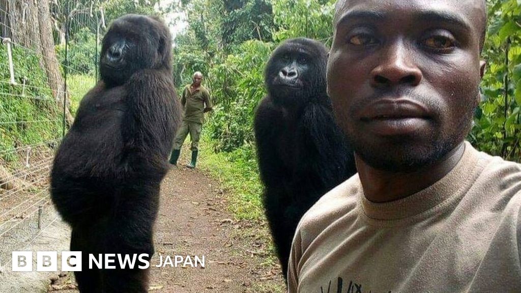 ゴリラが立ち上がってポーズを……保護官とセルフィー撮影 - BBCニュース