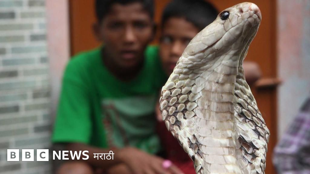 सर्पदंशाने भारतात दरवर्षी ५०,००० मृत्यू