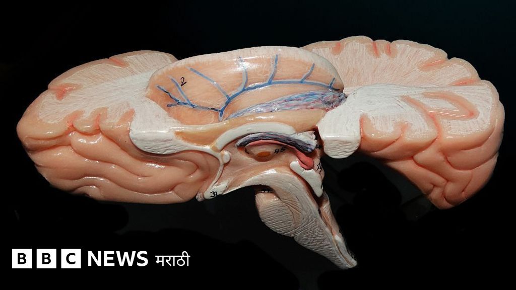 भारतीय संशोधकांचा मेंदूच्या मुख्य भागाचा सर्वात सविस्तर 3D नकाशा