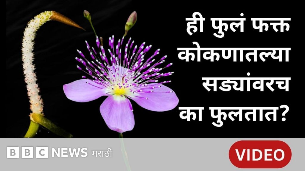 पावसाळ्यात फुलणारी दुर्मिळ फुले महाराष्ट्रात कुठे दिसतात?