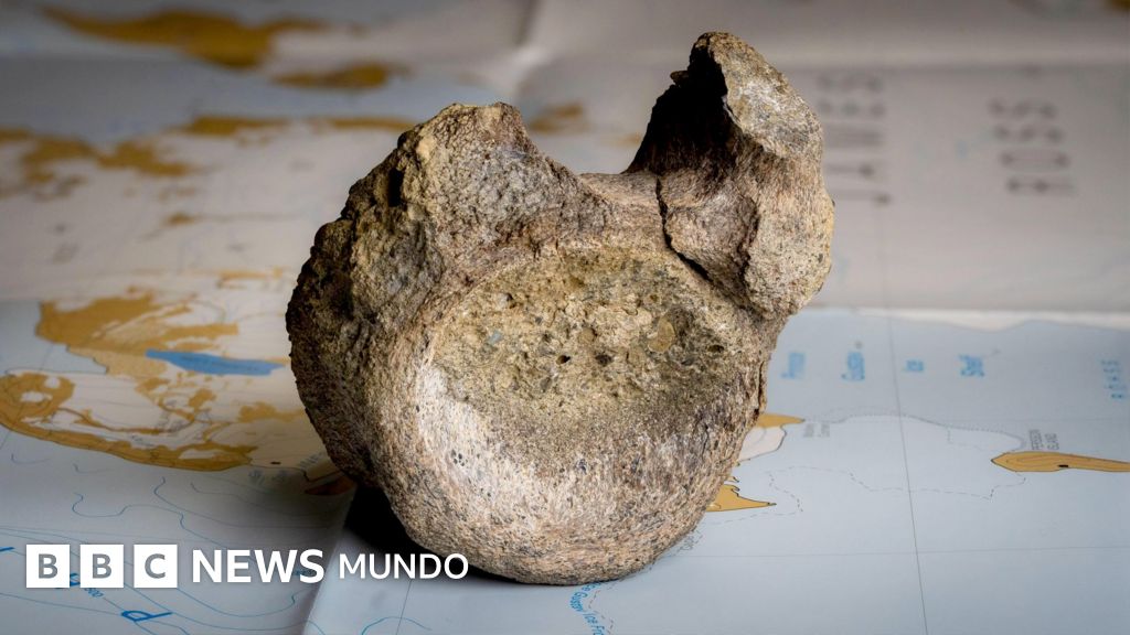 They find forgotten in a drawer the first bone of a dinosaur that lived in an Antarctica covered with forests - BBC News World