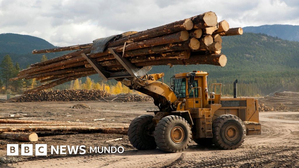 Una máquina levanta varios troncos