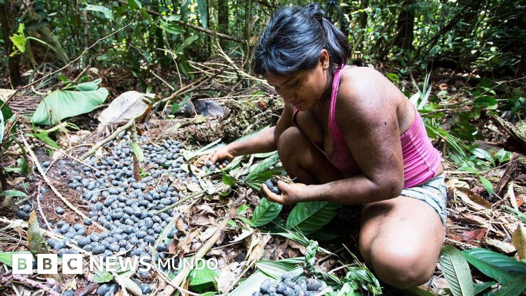Qué son las chagras, las "granjas" en la selva tropical que desafían la agricultura moderna en Colombia y Ecuador