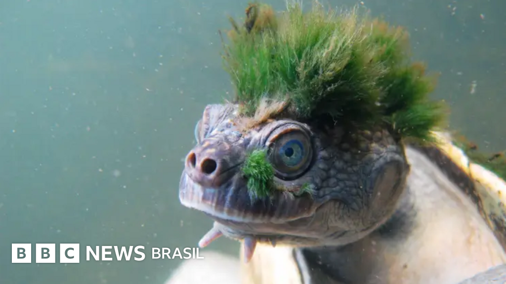 Como a Austrália, conhecida por sua fauna exuberante, tornou-se o epicentro das extinções no planeta