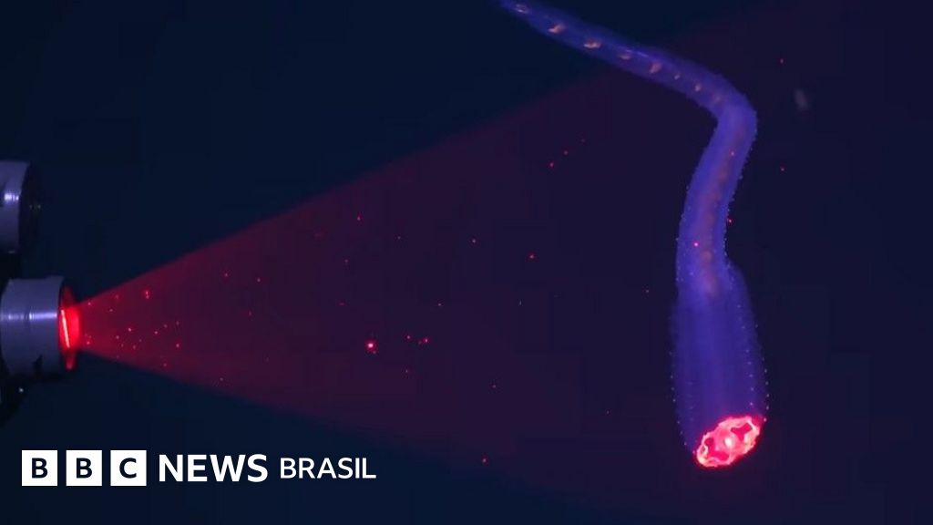 O que uma expedição científica descobriu no fundo do mar perto da costa brasileira