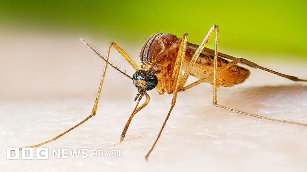 Febre do Nilo Ocidental: 8 perguntas e respostas sobre a doença