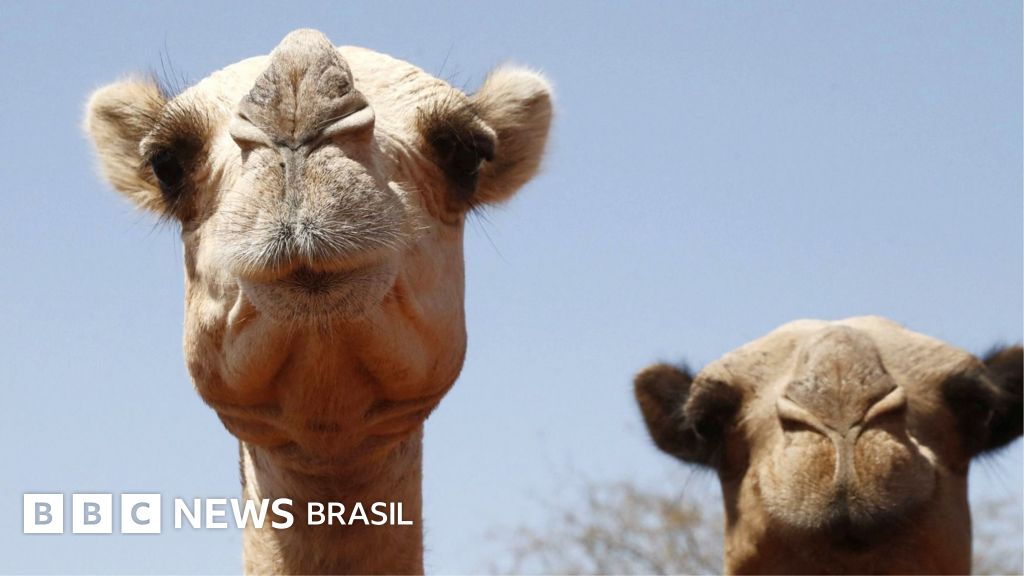 Nem eles aguentam: camelos africanos sofrem com calor excessivo no deserto