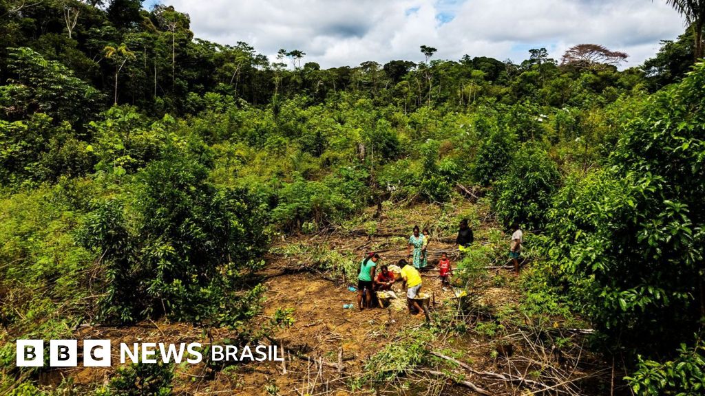As 'fazendas' na Amazônia que desafiam a agricultura moderna