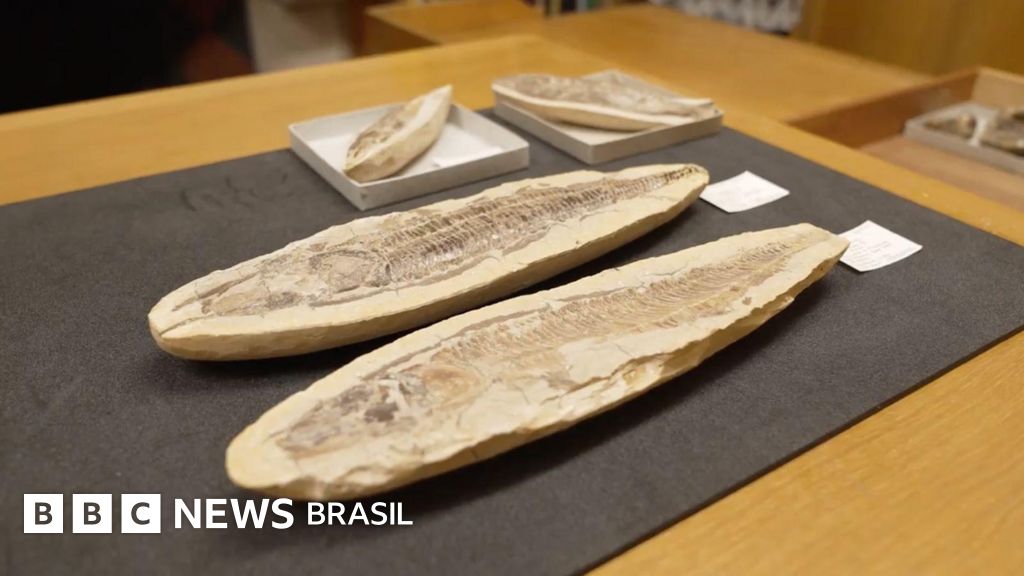Os fósseis brasileiros em Oxford que voltarão ao país para recompor acervo do Museu Nacional