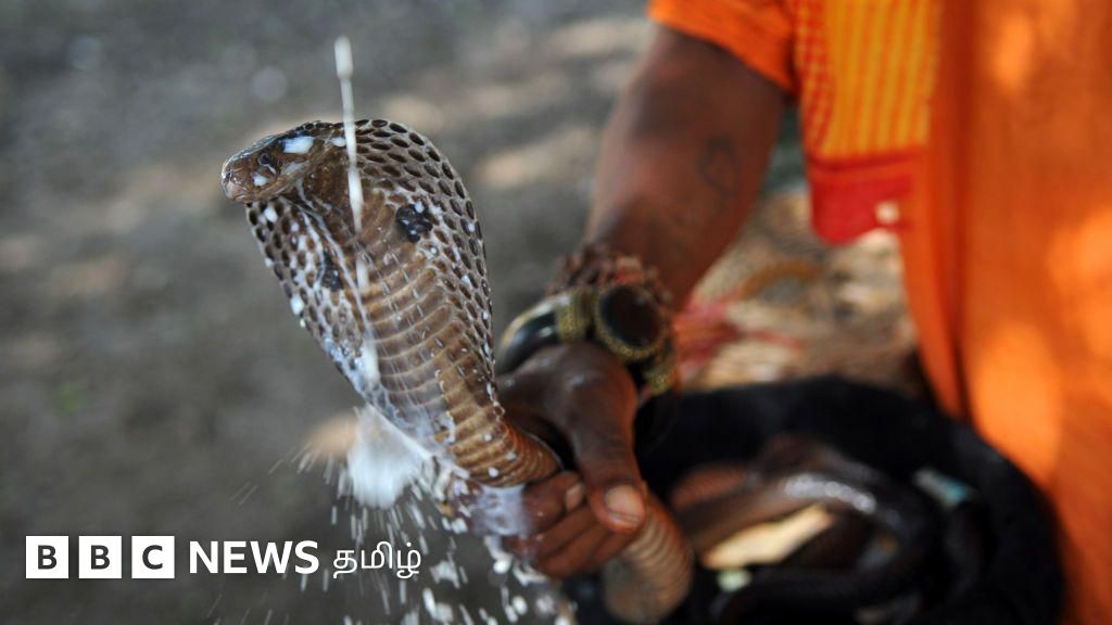 பாம்பை பால் குடிக்கச் செய்வதால் அதன் உயிருக்கே ஆபத்து வருமா? அறிவியல் விளக்கம்