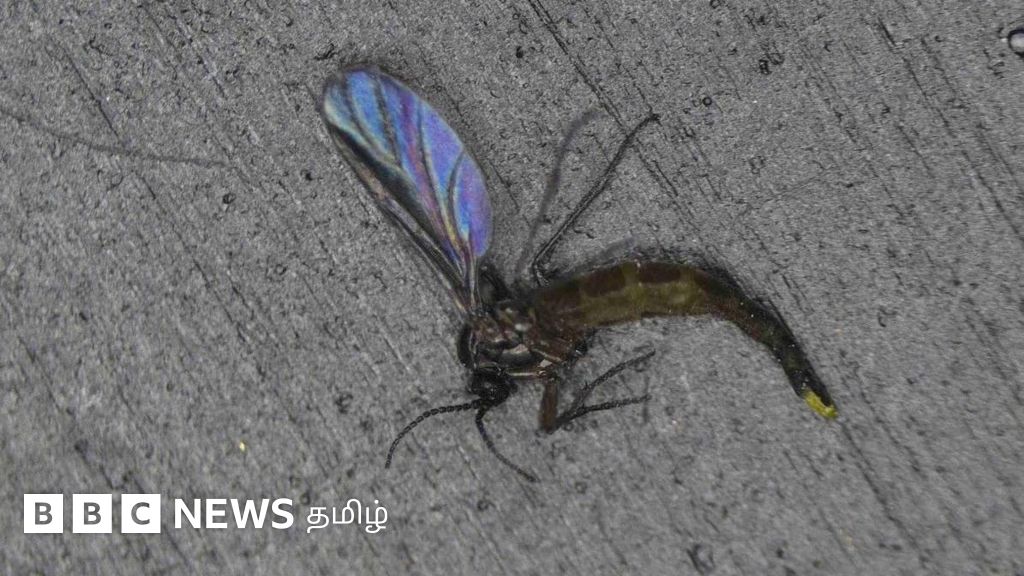 நீலகிரி: பூஞ்சை ஈக்கள் படையெடுப்பால் சாப்பிட கூட முடியவில்லை என மக்கள் அவதி