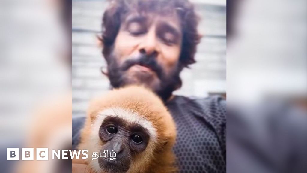 லார் கிப்பன்: வீடியோவில் விக்ரமுடன் இருந்த குரங்கு சட்ட விரோதமாக தமிழகம் கொண்டு வரப்பட்டதா? சர்ச்சை ஏன்? 