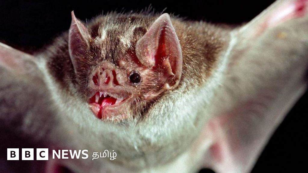 வௌவால் கடித்தால் ரேபிஸ் நோய் ஏற்படுமா? - தெரிந்து கொள்ள வேண்டிய தகவல்கள்
