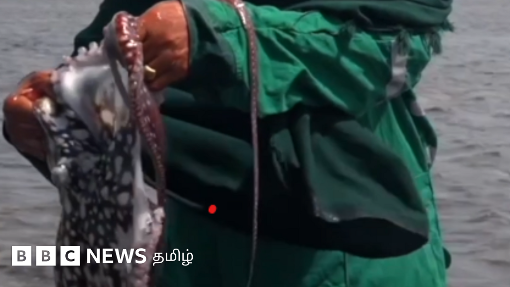 கென்யாவில் இயற்கையைப் பாதுகாக்க களமிறங்கிய பெண்கள்