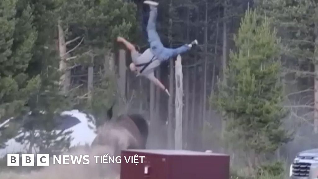 'Nó hất văng tôi lên không' - cụ ông kể lại khoảnh khắc bị bò rừng lao vào húc