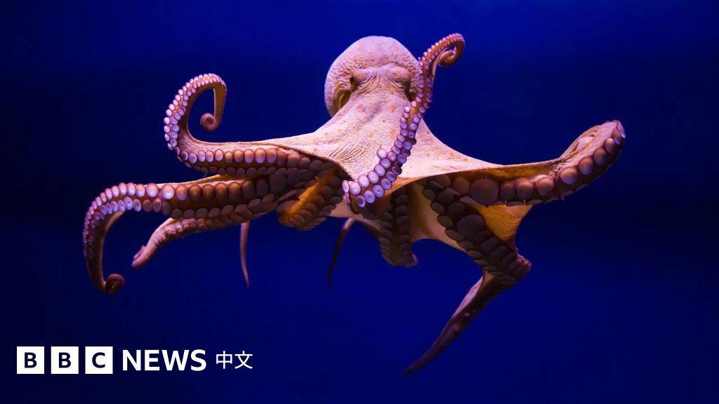 探索章魚神秘的內心世界：作為章魚有什麼感覺？ - BBC News 中文