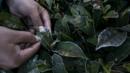 Fenomena embun es (frost) yang menyelimuti tumbuhan di kawasan Kebun Teh, Kertasari, Kabupaten Bandung, Jawa Barat, pada Kamis (18/07).