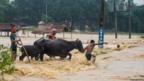 Residents move their buffalos across a flooded area