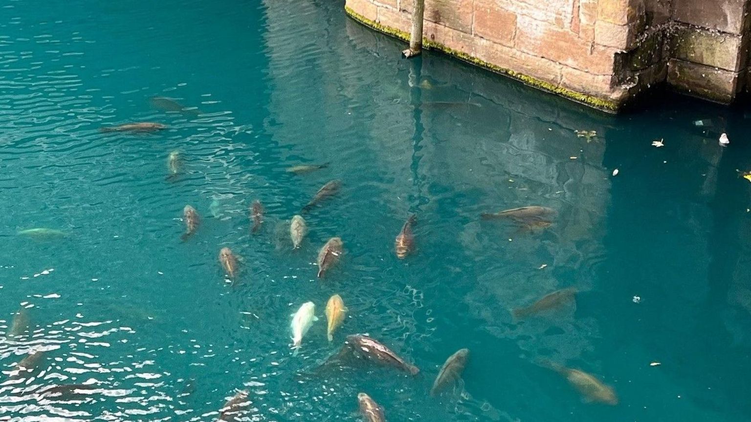 Fish in Princes Dock, Hull