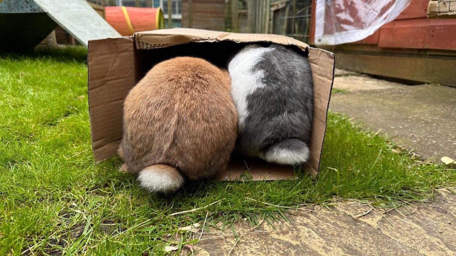 Two bunnies in a cardboard box 