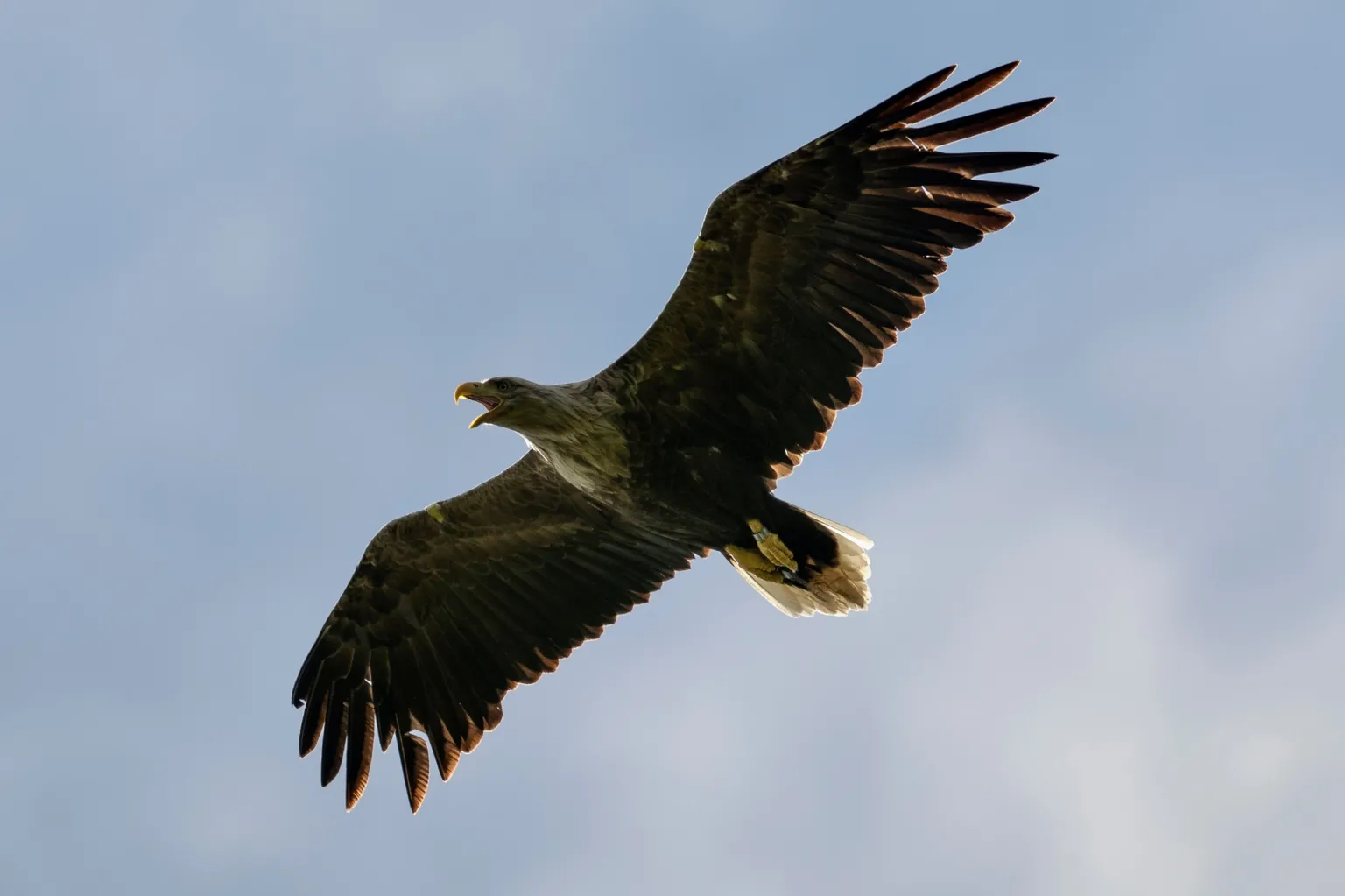 Getty Images A white-tailed eagle flies across the sky, with its wings full spread.