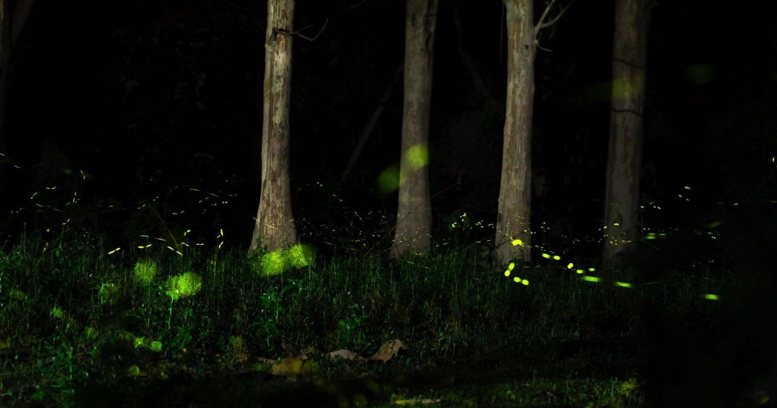 Fireflies glowing green in the night forest