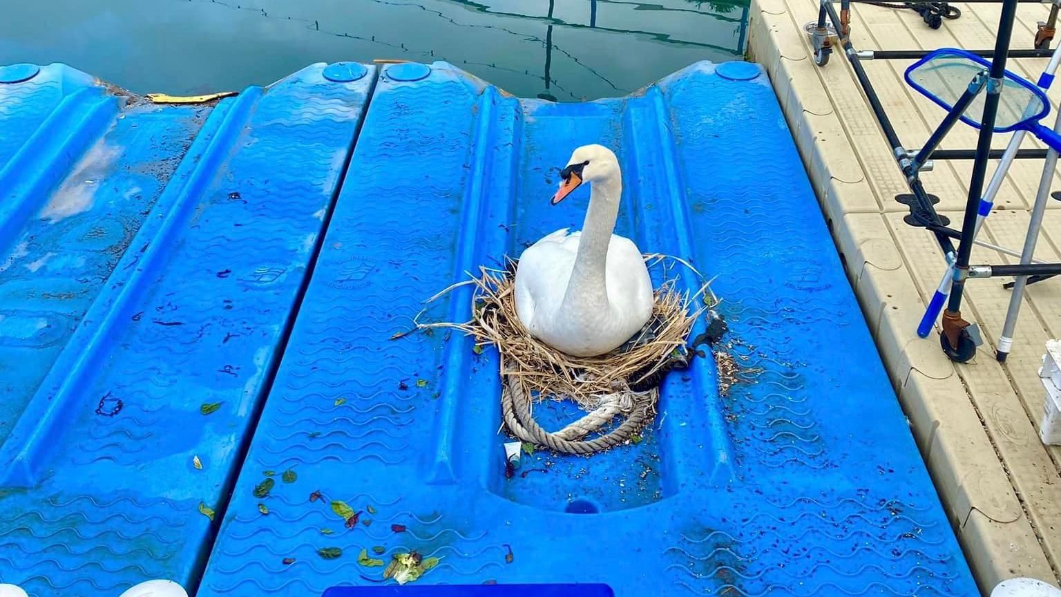 The swan at Torquay Marina 