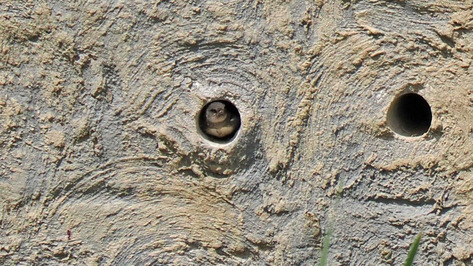 A sand martin chick peering out from a circular opening
