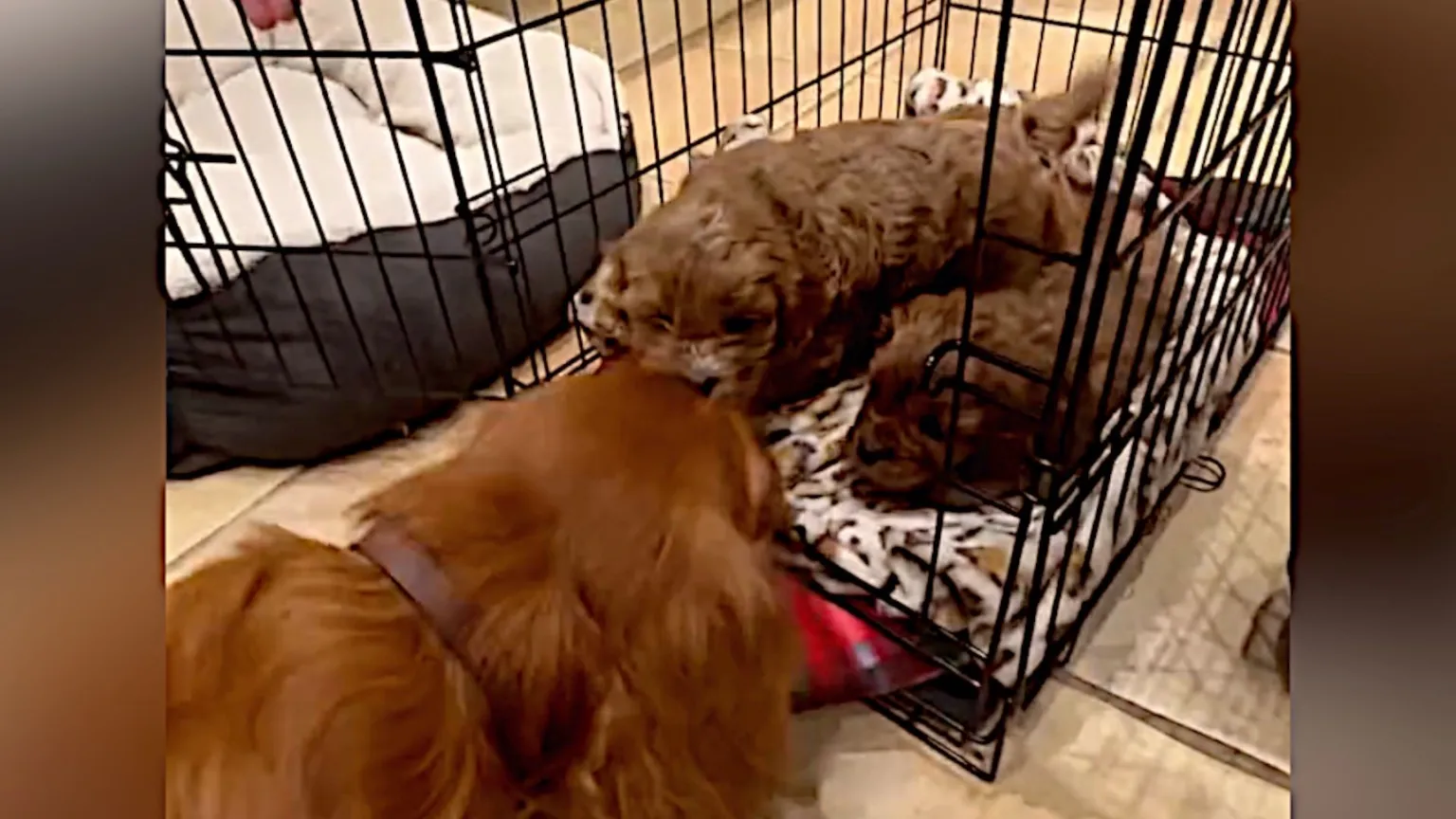 Dog and her two puppies.