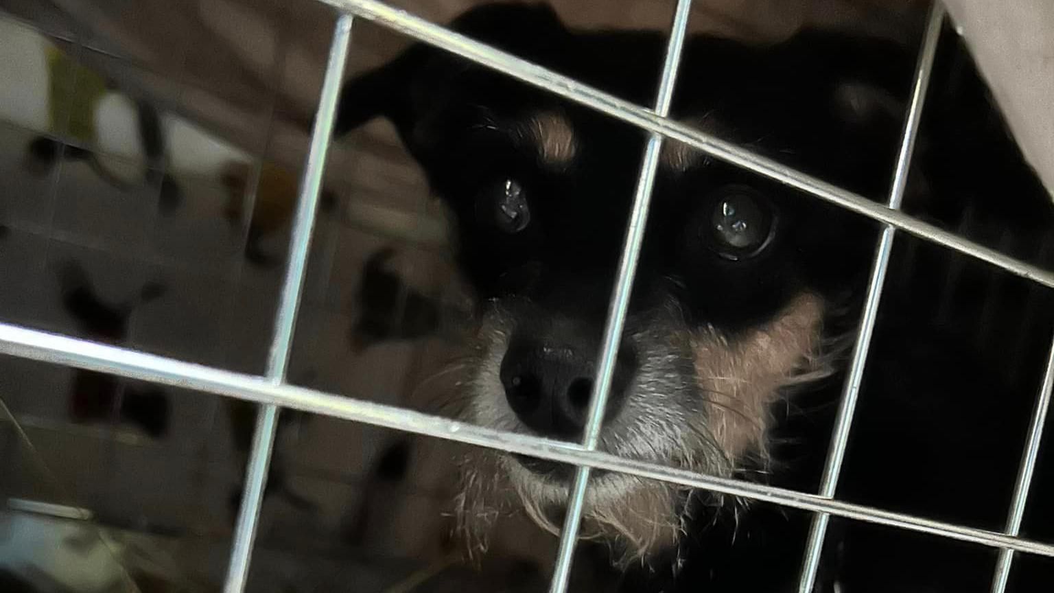 Ozzie the dog in a crate