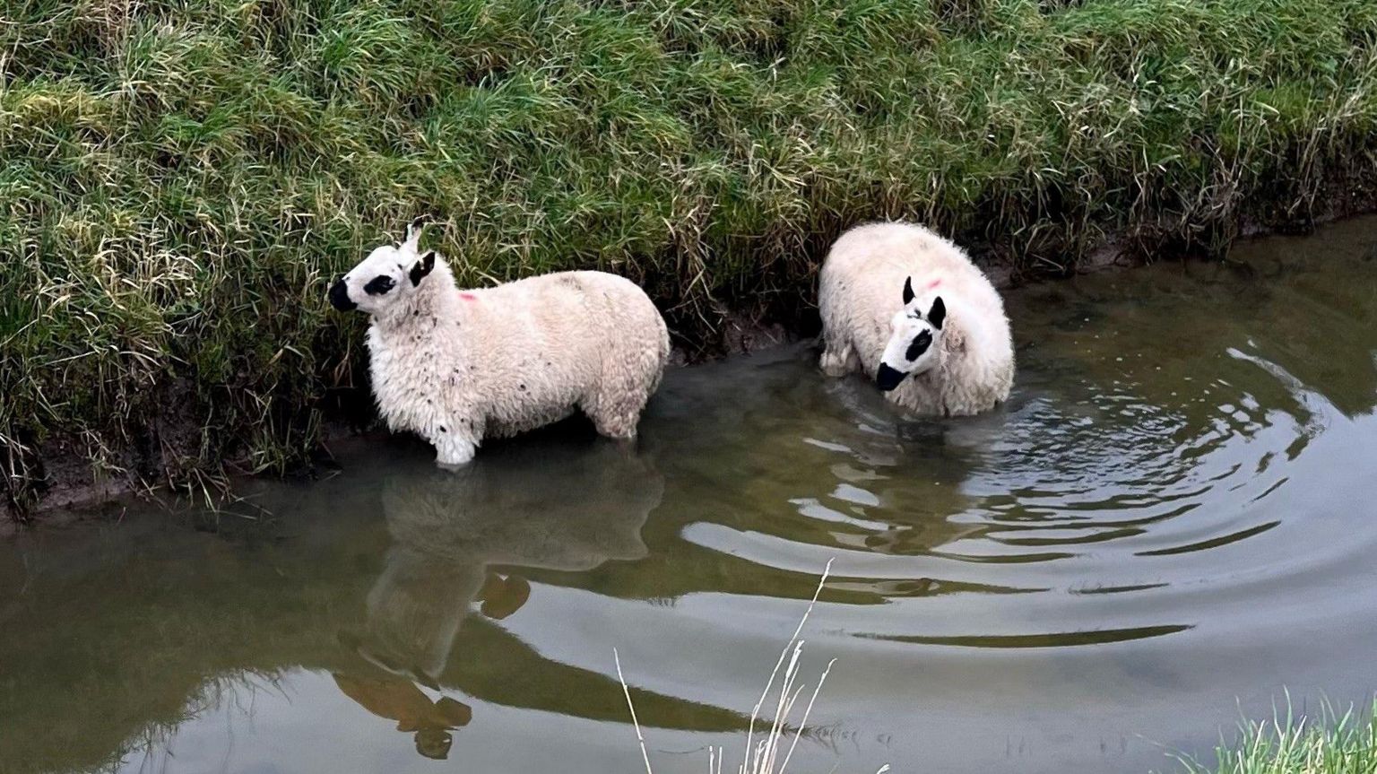 Sheep in a drainage ditch following a dog attack