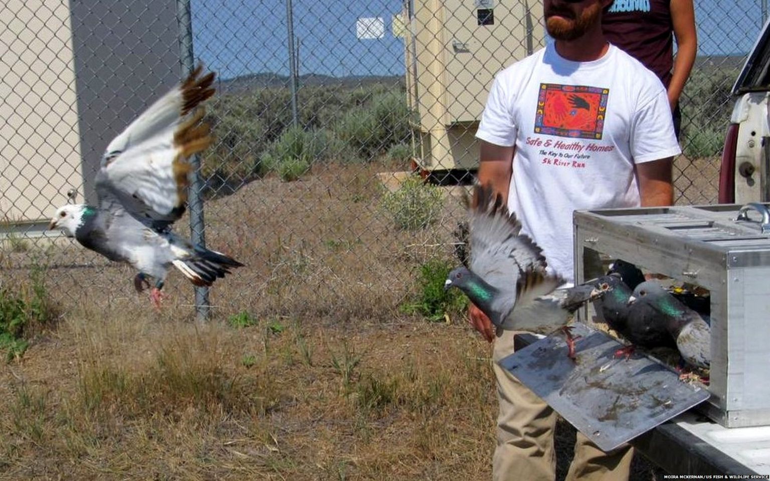 'Oiled and unoiled' pigeons were released from the same site for test flights