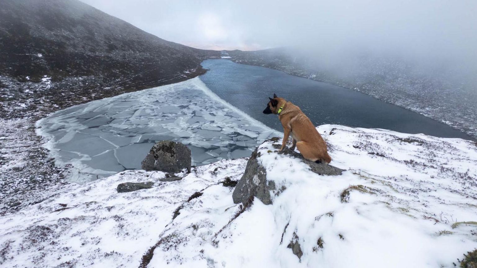 Snow patrol dog at Lochnagar
