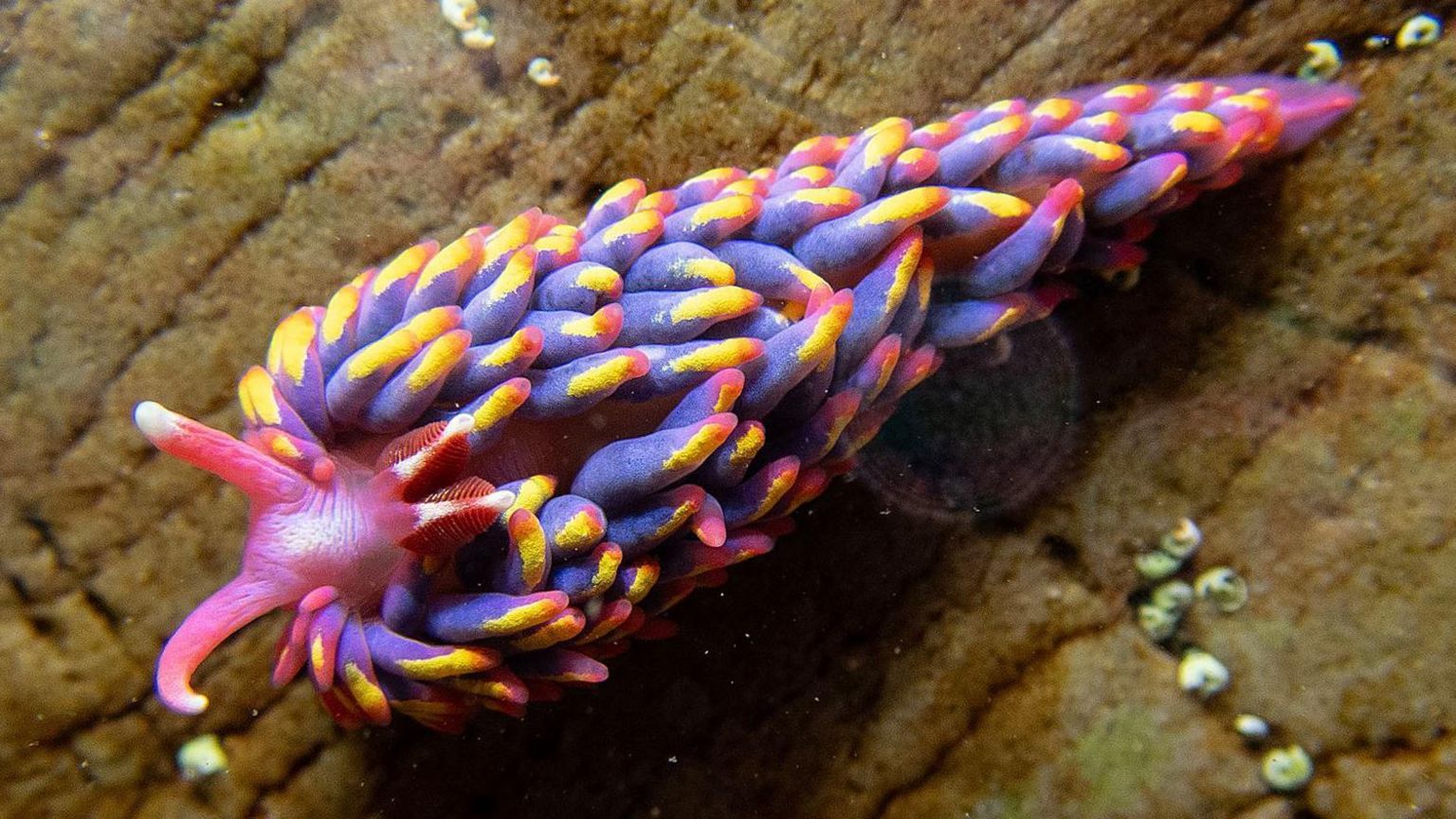 The sea slug found off Devon, which was about 3cm long. It was covered in tiny tentacles, or cerata, which were pink, purple and yellow, with a pink head with more tentacles protruding