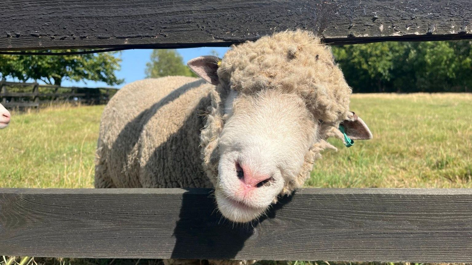 A close up ewe poking its head through a wooden fence