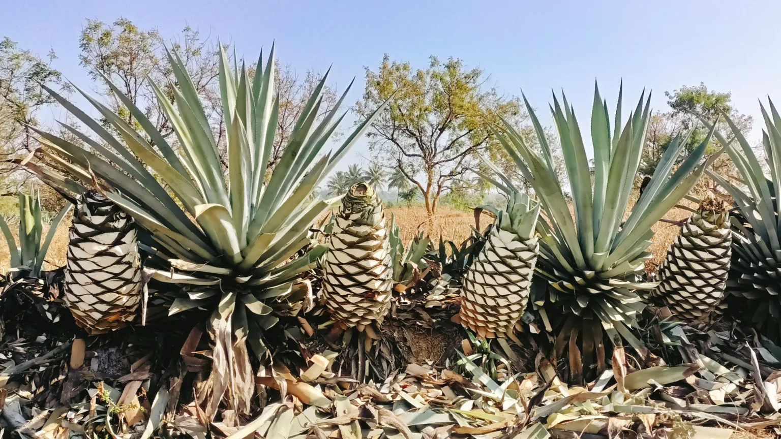 El «oro azul» de la India da inicio a una nueva industria de bebidas.