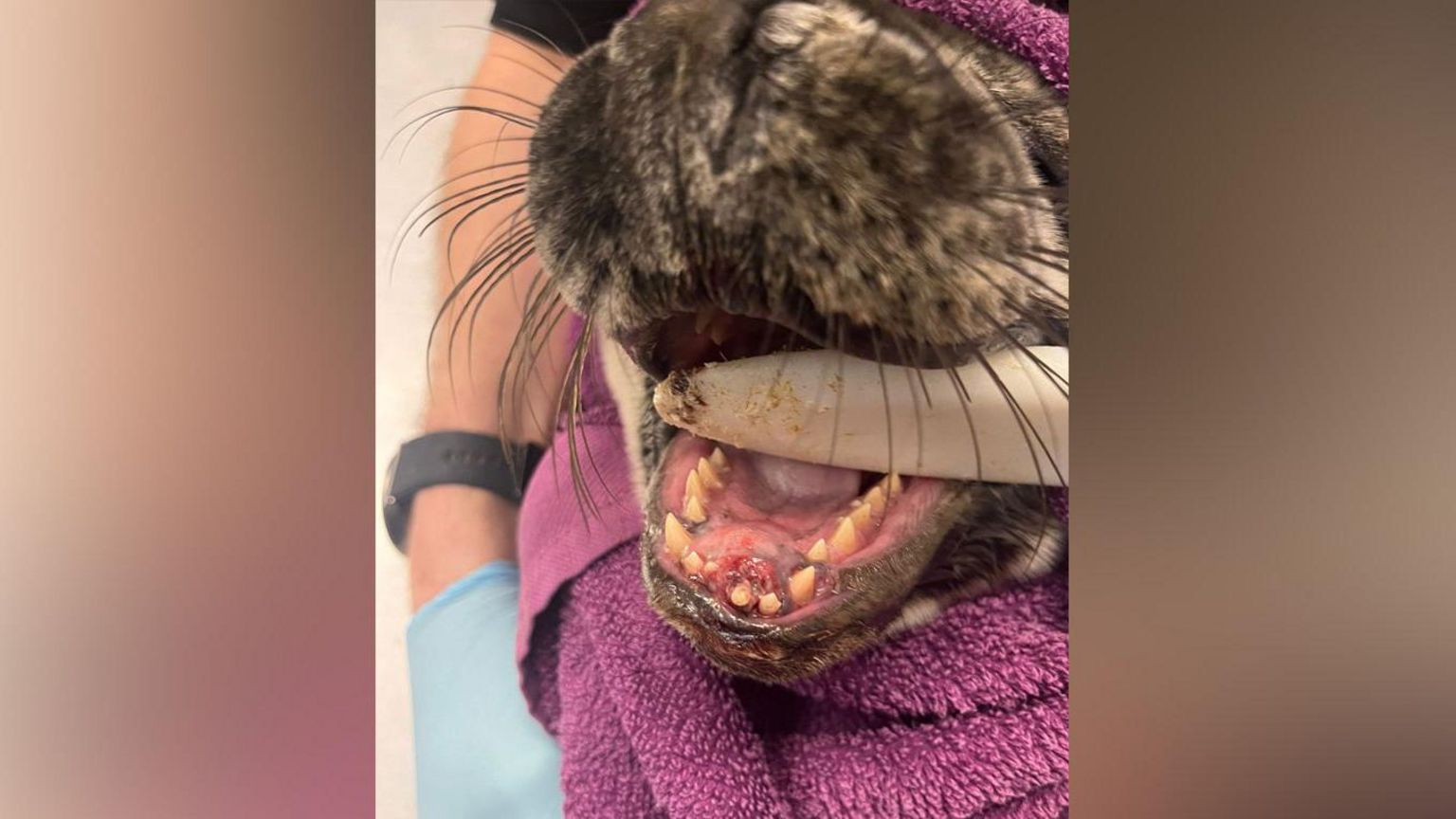 The injured seal's teeth