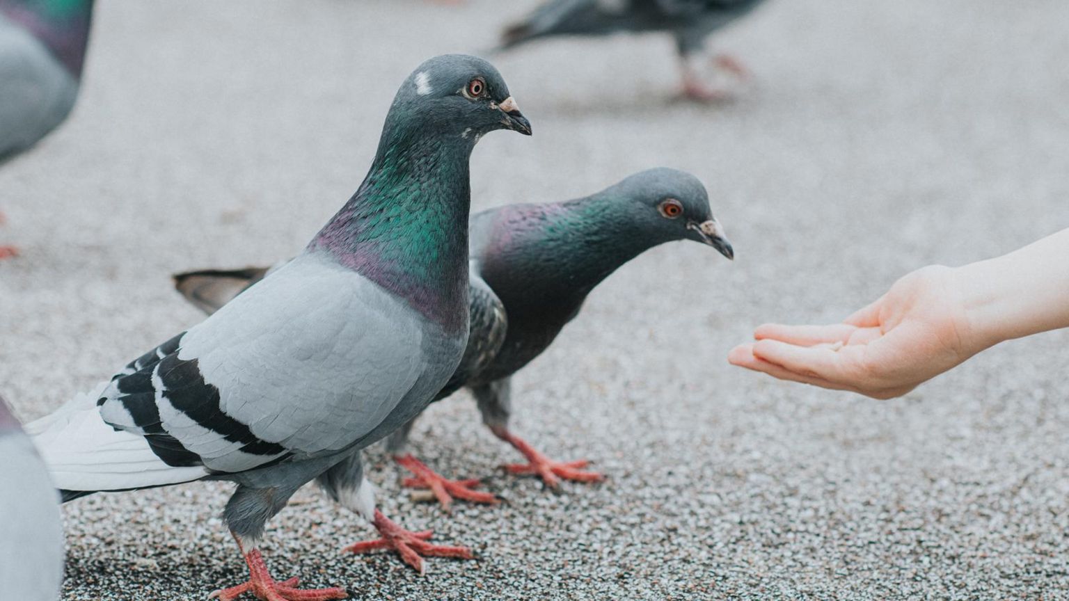 A stock image of person feeding pigeons 