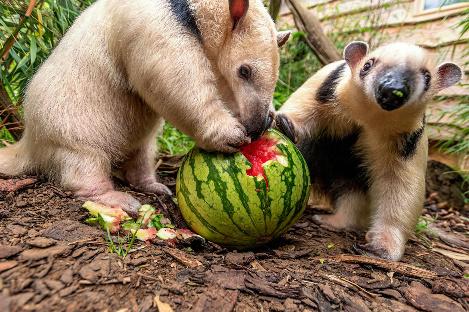 Tamaduas enjoying their watermelon