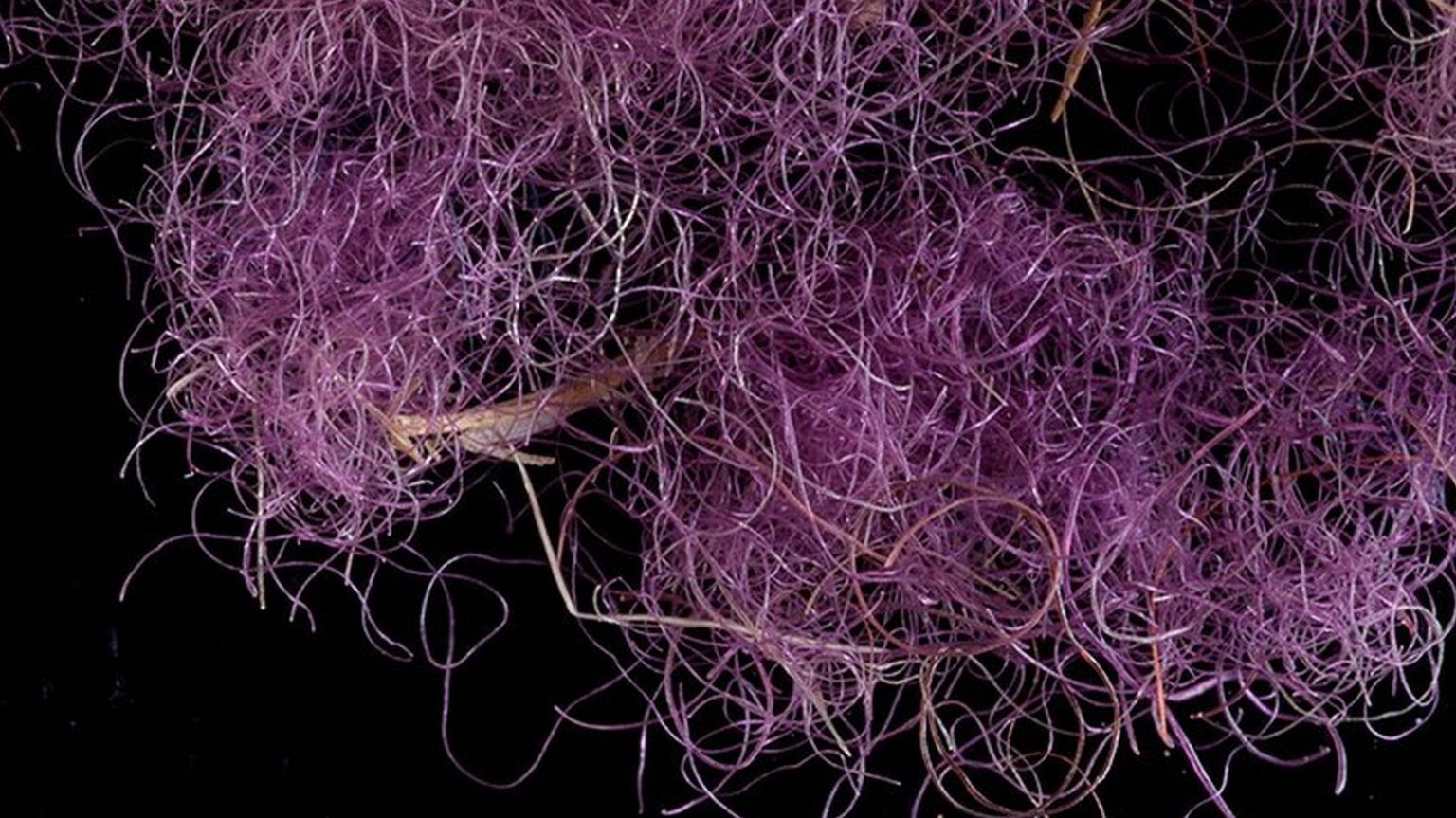 Fragment of the rare purple fabric