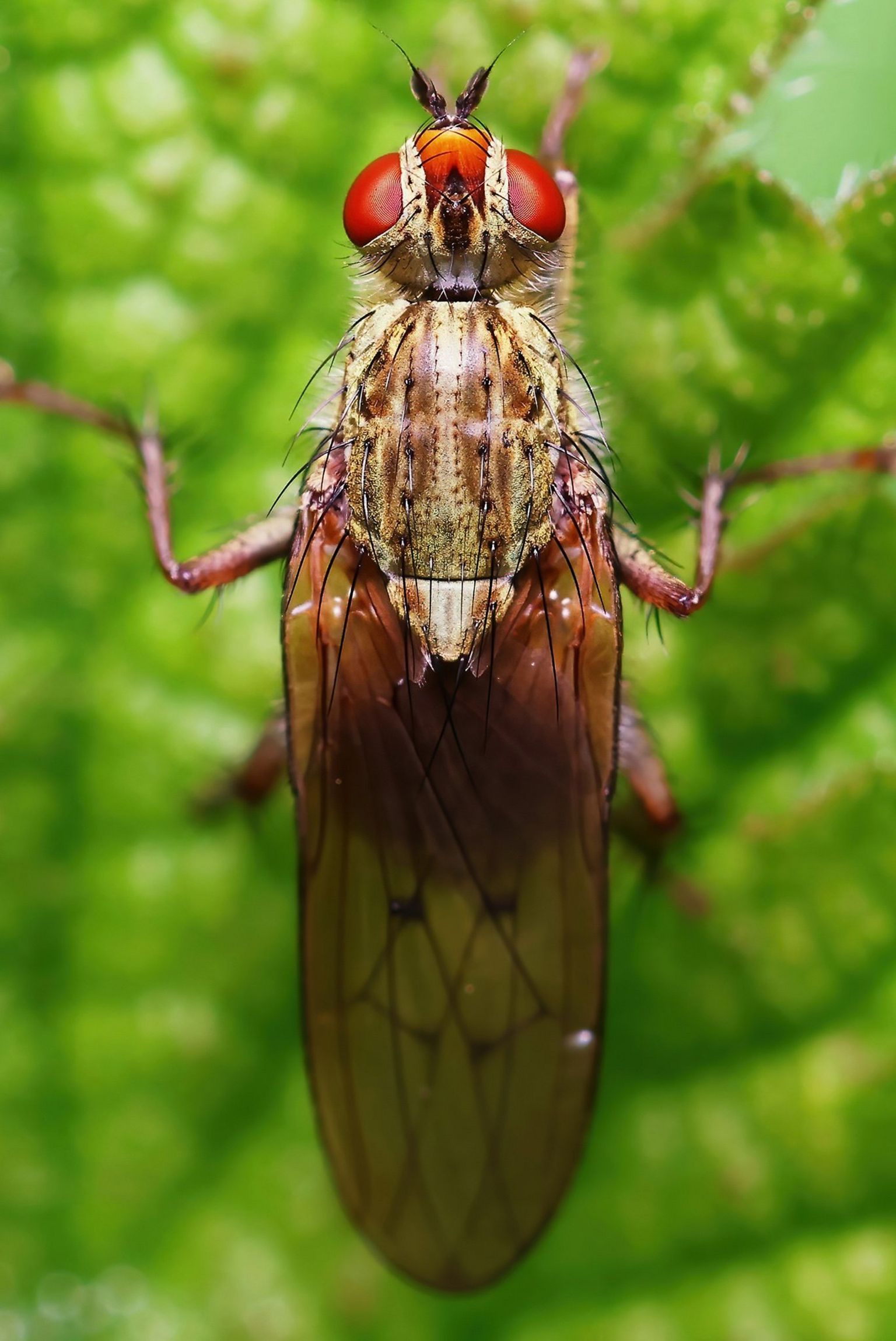 'Trychfilod fel pobl': hobi newydd yn llesol i ŵr o Fôn - BBC Cymru Fyw