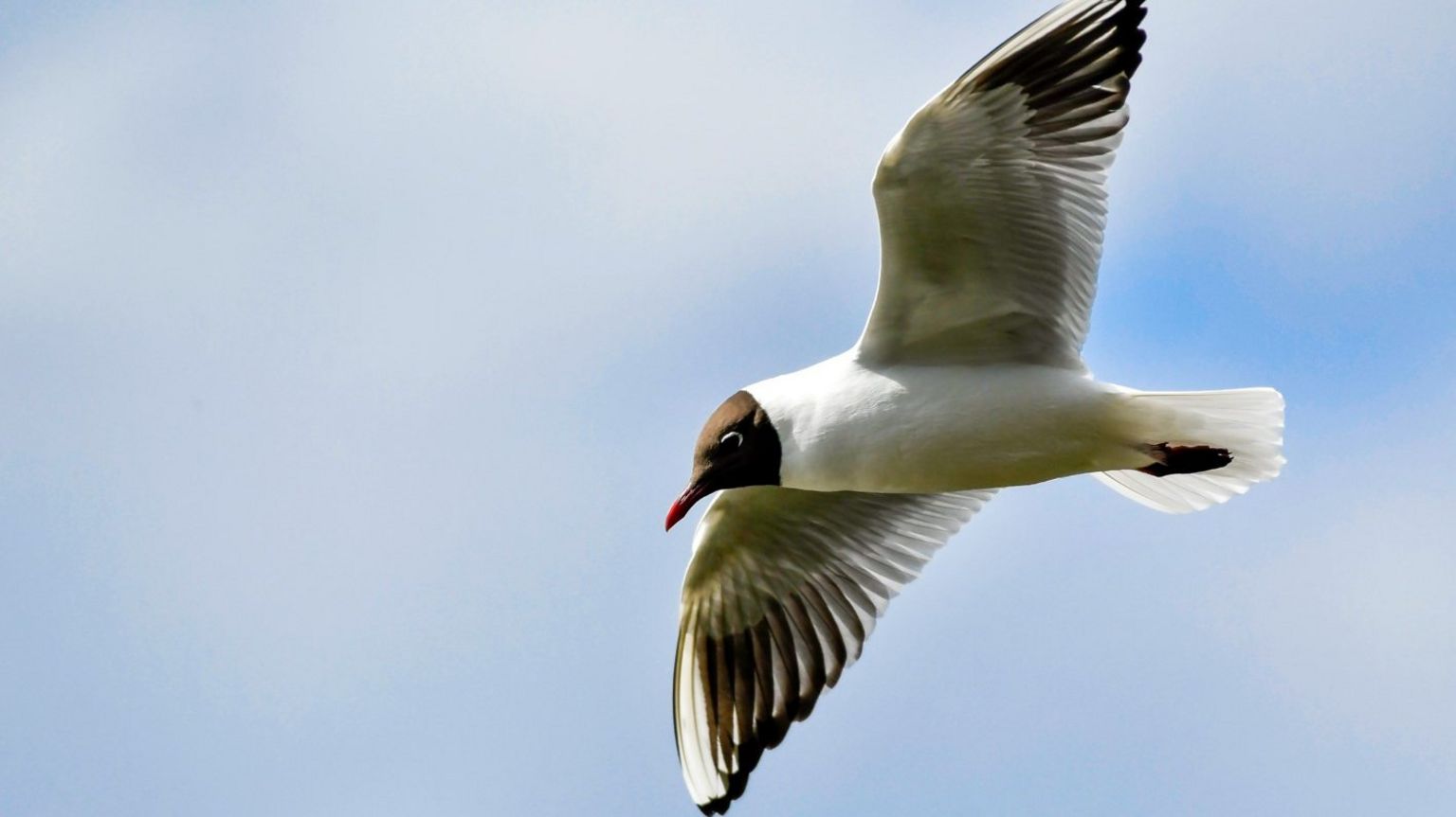 Black-headed gull in flight showing wing markings