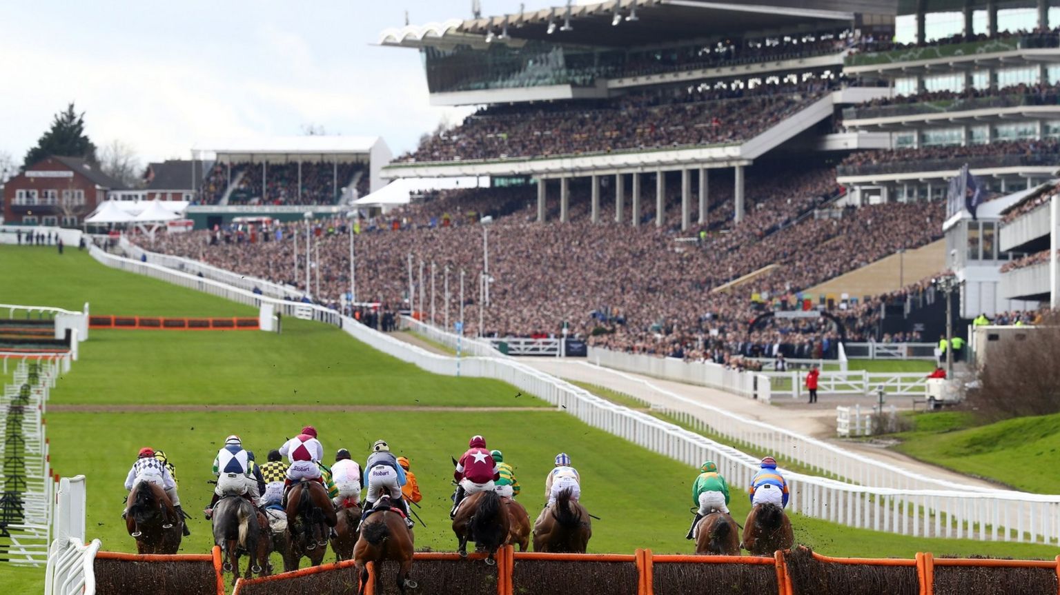 Horses and jockeys race down the final straight at Cheltenham, with packed grandstands in the background
