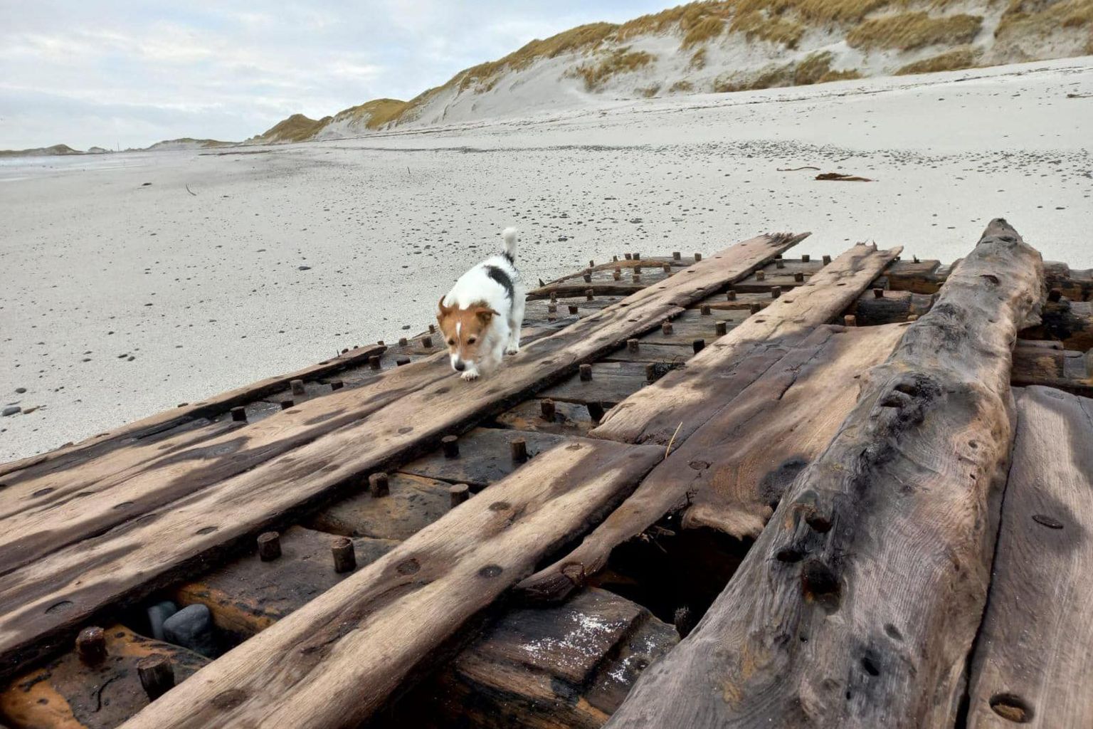Old shipwreck and Ned the dog